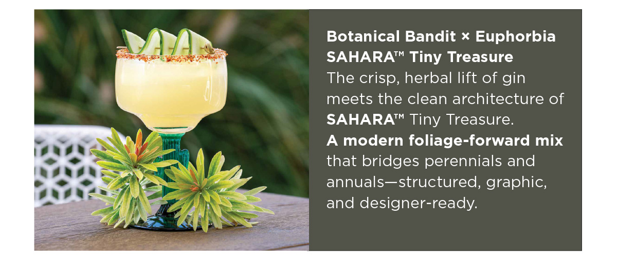 Botanical Bandit × Euphorbia SAHARA™ Tiny Treasure