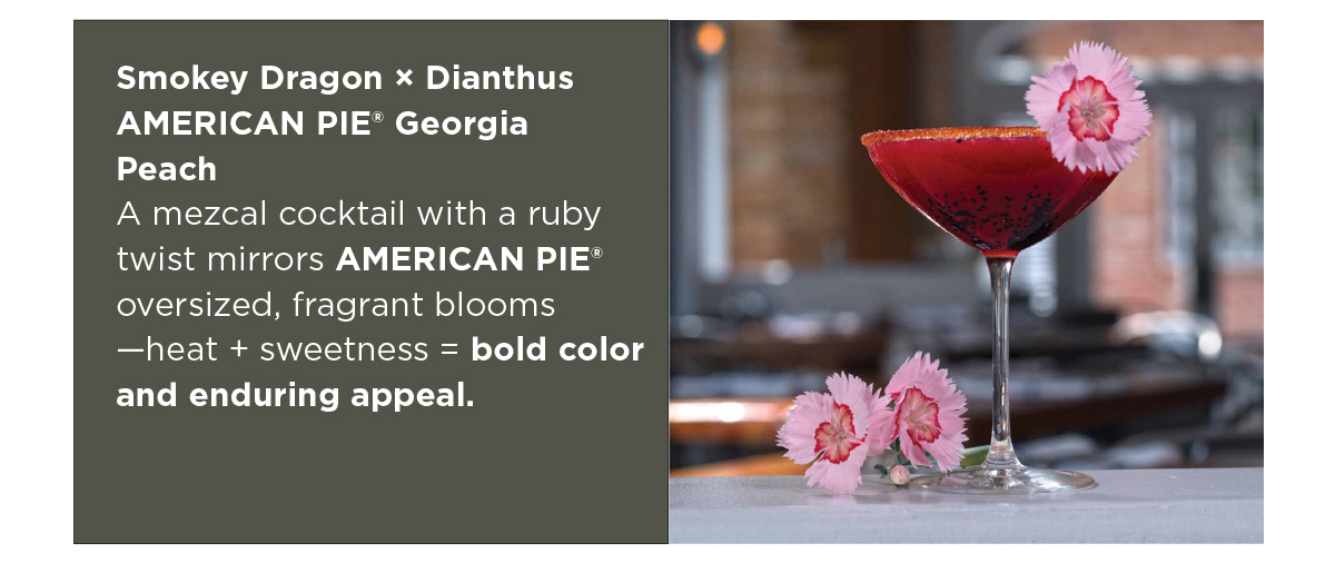 Smokey Dragon × Dianthus AMERICAN PIE® Georgia Peach