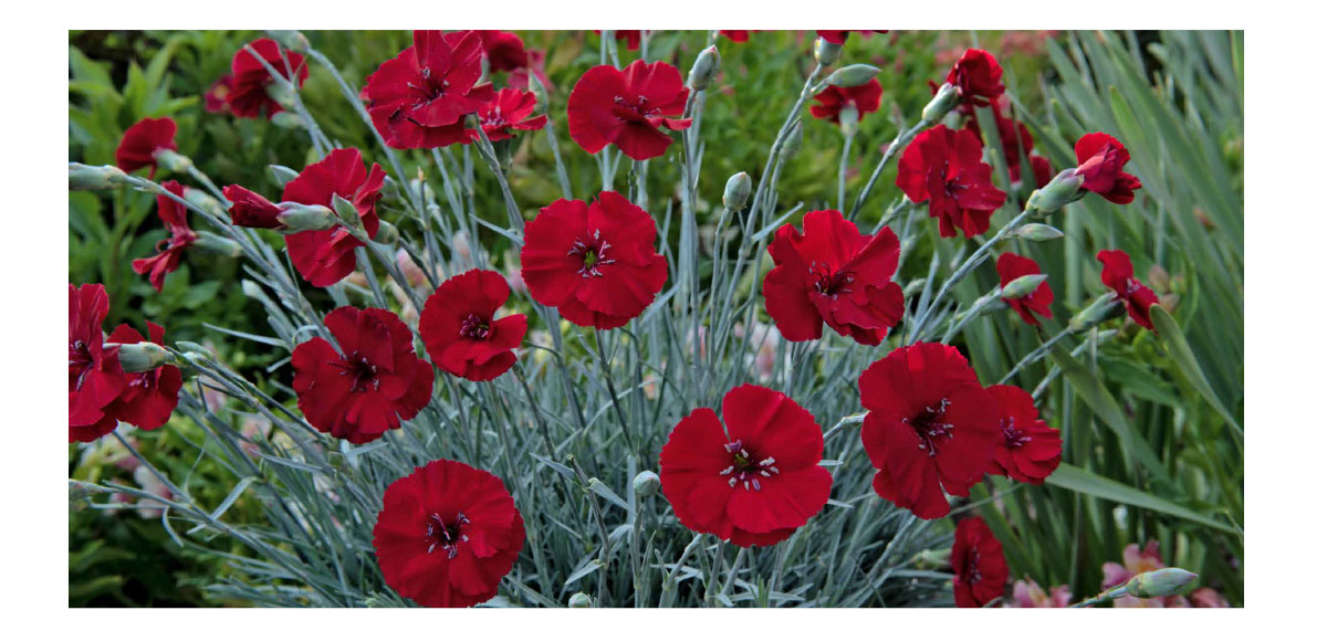 Dianthus American Pie