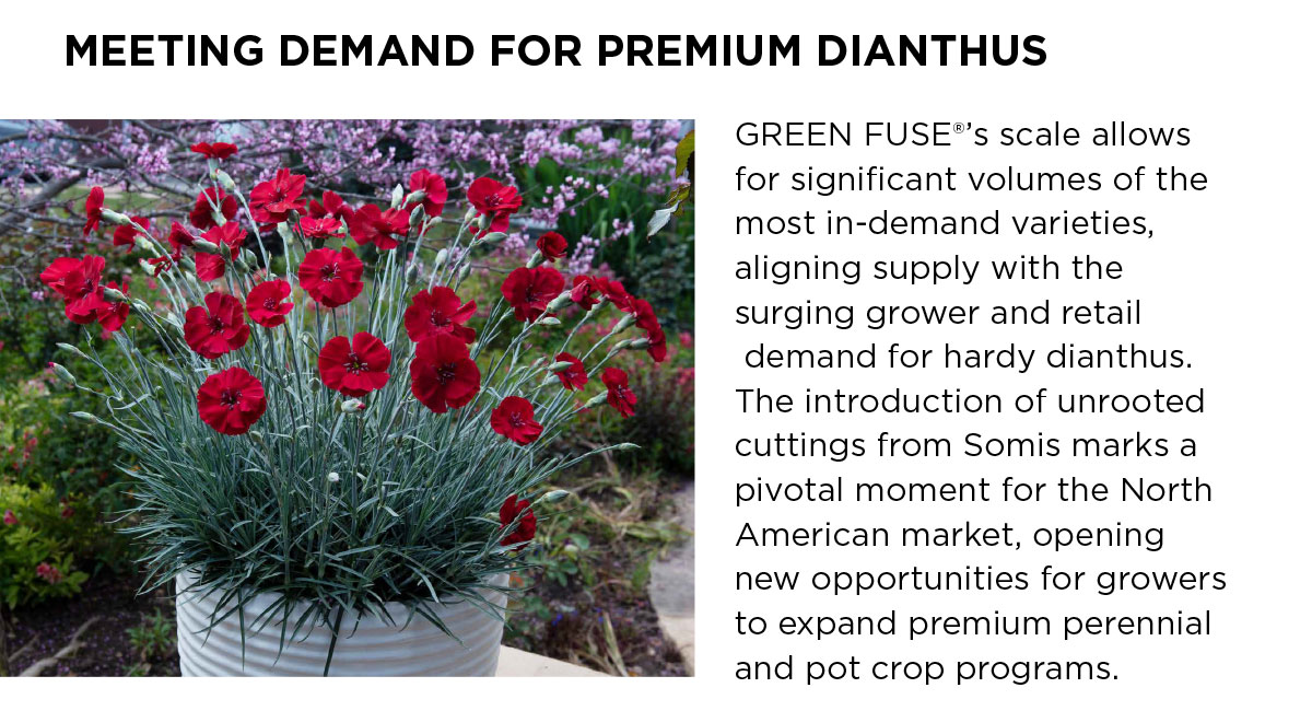 Premium potted Dianthus on patio
