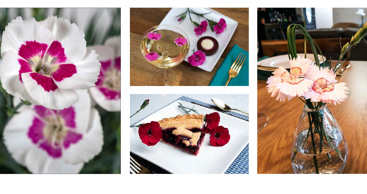 Dianthus American Pie availabilities