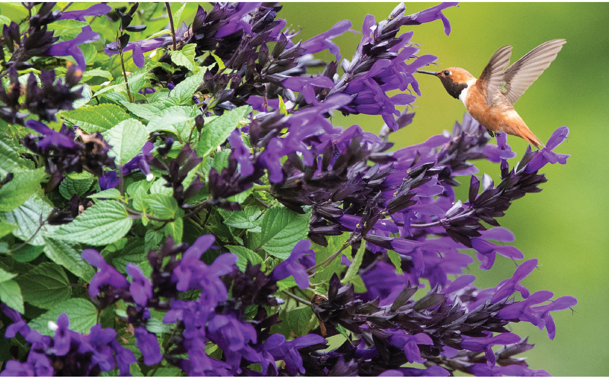 Salvia BODACIOUS Hummingbird Falls Collection