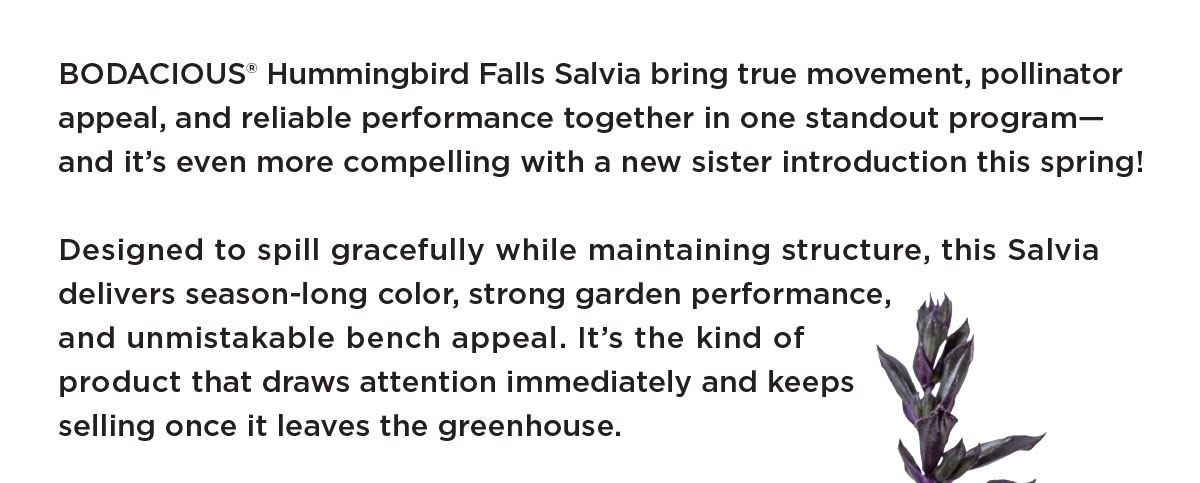 BODACIOUS Hummingbird Falls Collection