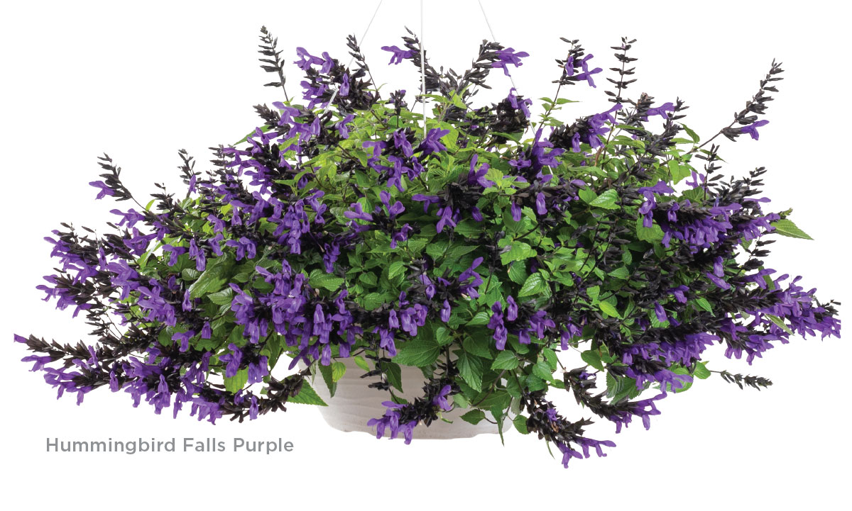 Hummingbird Falls Purple