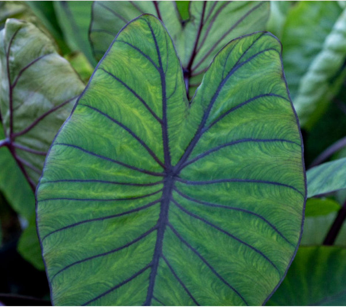 ROYAL HAWAIIAN® Colocasia Collection