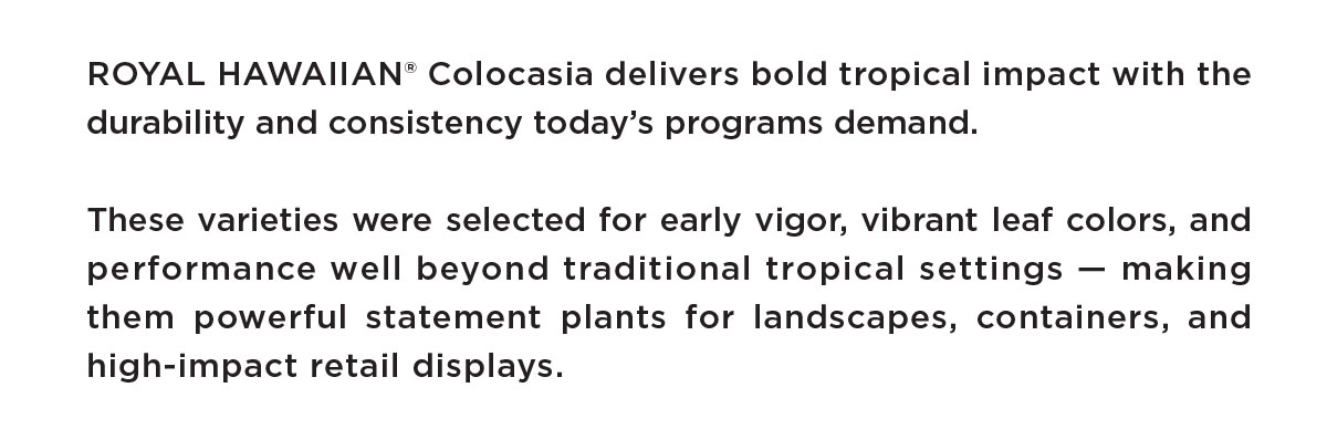 ROYAL HAWAIIAN Colocasias