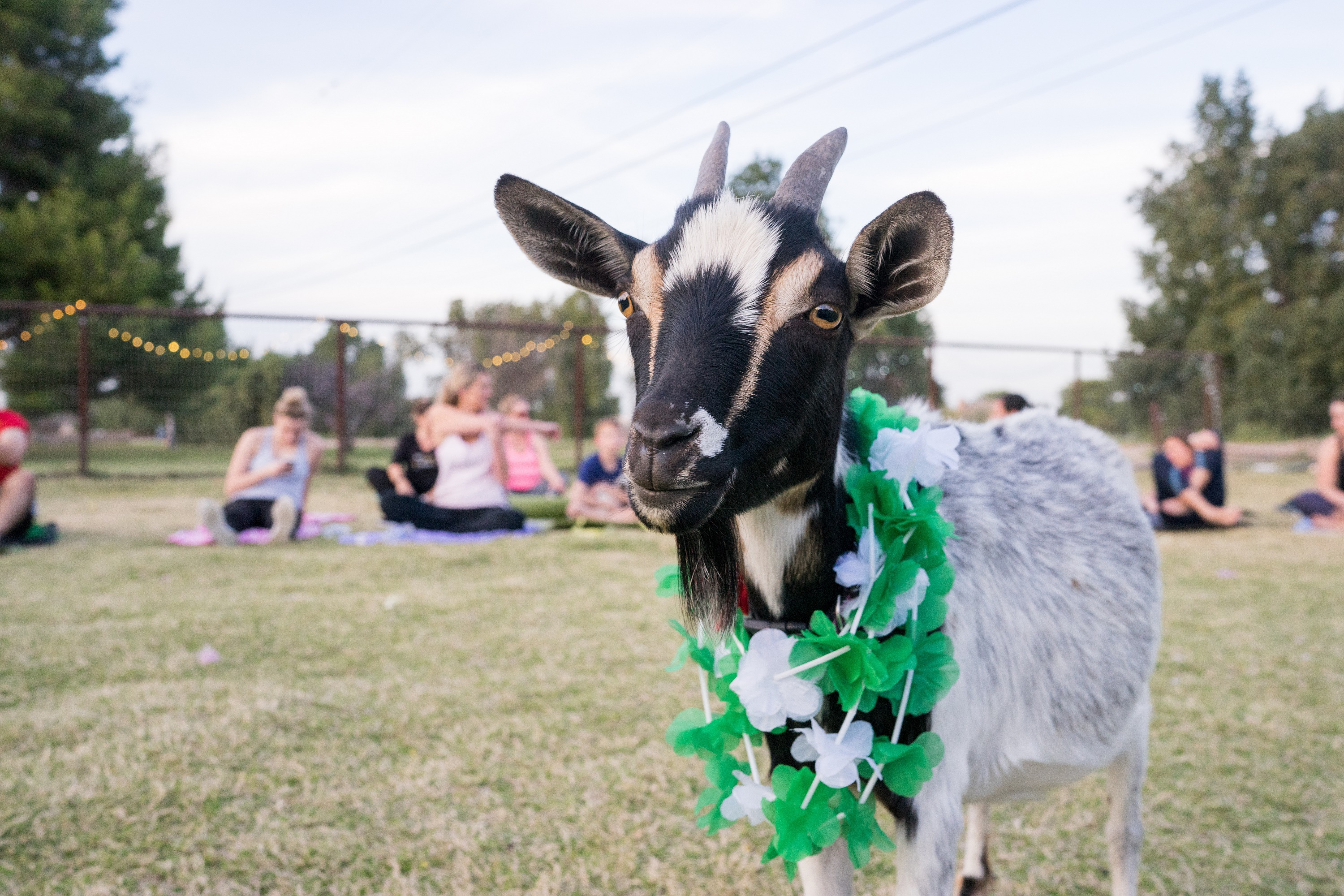 AZ Goat Yoga