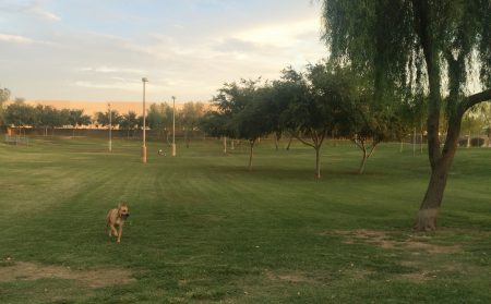 Quail run best sale dog park