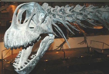 Night at the Museum