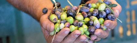 Queen Creek Olive Mill