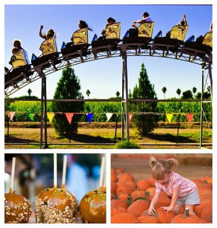 Schnepf Farm Pumpkin and Chili Party