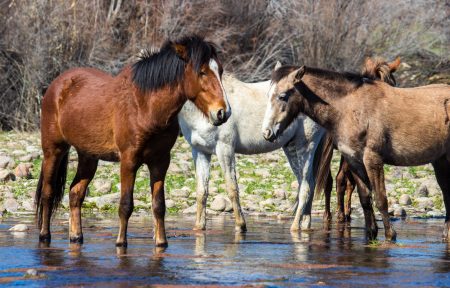 Wild Horses Salt River photo credit visit mesa