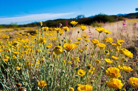 Wildflowers