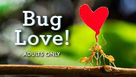 Butterfly Wonderland_Valentines Day