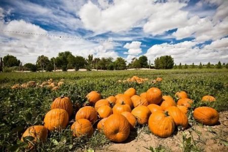 Pumpkins at Schnepf Farms