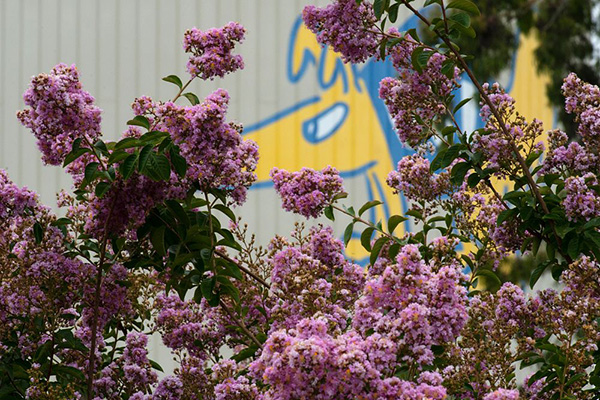 Trees bloom on the UCI campus with the anteater water tower in the background photo/Steve Zylius