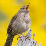 Singing Sparrow by Mitzie Schamel