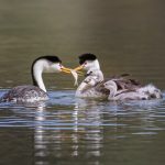 Family Feast by John Luciano
