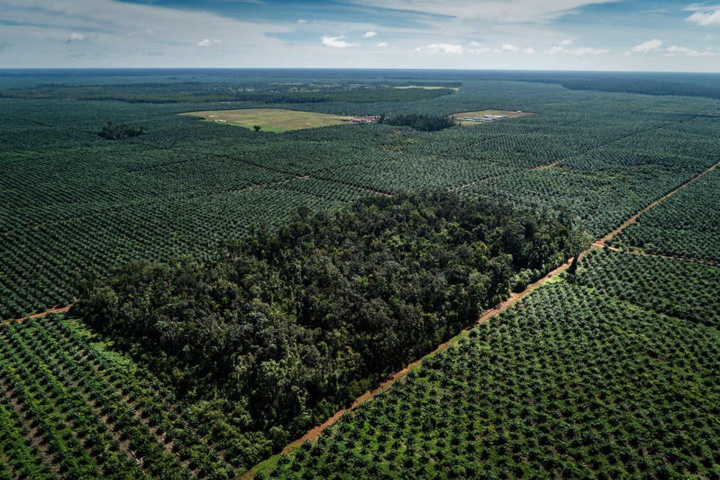 Palm Oil Deforestation Wilmar