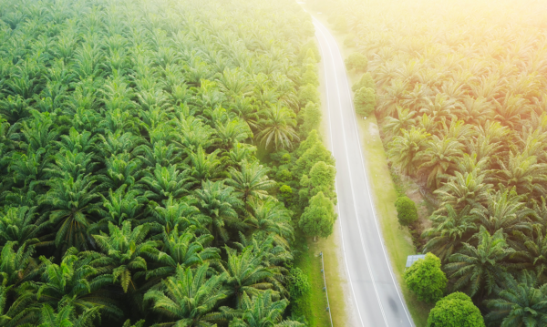 Palm oil plantation