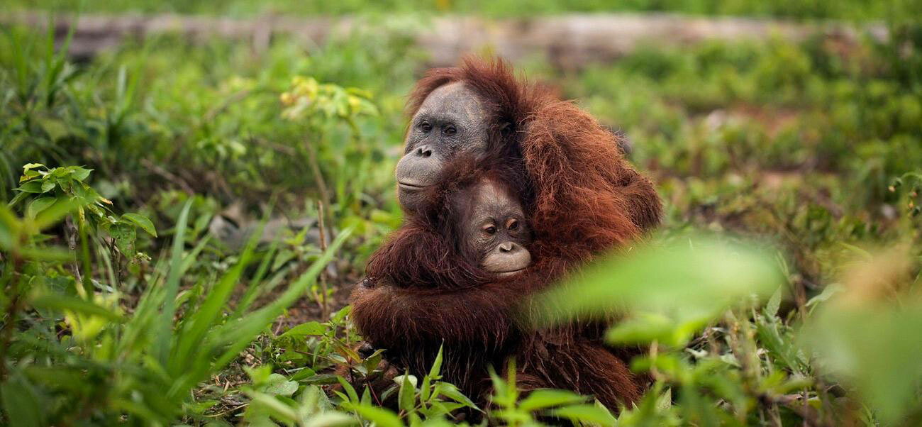 Orangutan palm oil habitat loss