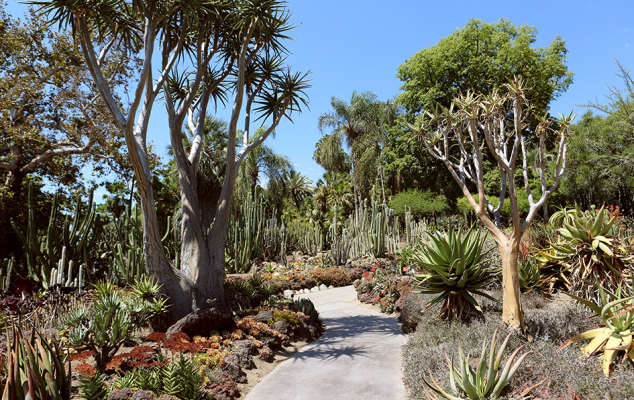 the huntington, huntington gardens, hutington library, botanical gardens, desert garden, visit pasadena, pasadena, california, los angeles