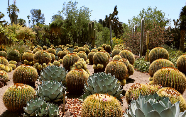 the huntington, huntington gardens, hutington library, botanical gardens, desert garden, visit pasadena, pasadena, california, los angeles