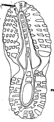 Imagen de la patente MODELO INDUSTRIAL DE SUELA DE ZAPATO DEPORTIVO Y TENIS