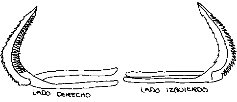 Imagen de la patente MODELO INDUSTRIAL DE NAVAJA DE DOS FILOS CON DENTADAS PARA GALLOS DE COMBATE