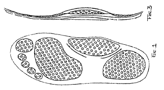 Imagen de la patente MODELO INDUSTRIAL DE PLANTILLA GRABADA PARA ZAPATOS TENNIS