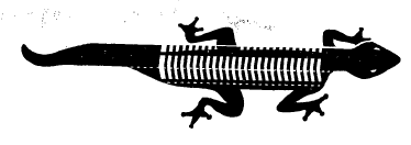Imagen de la patente MODELO INDUSTRIAL DE ORGANIZADOR PARA DISCOS COMPACTOS EN FORMA DE LAGARTO