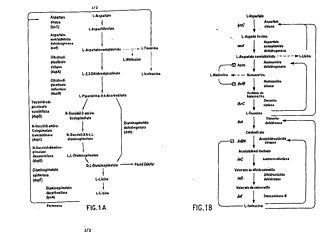 Imagen de la patente PRODUCCION DE L-LISINA CON CEPAS BACTERIANAS MUTANTES.