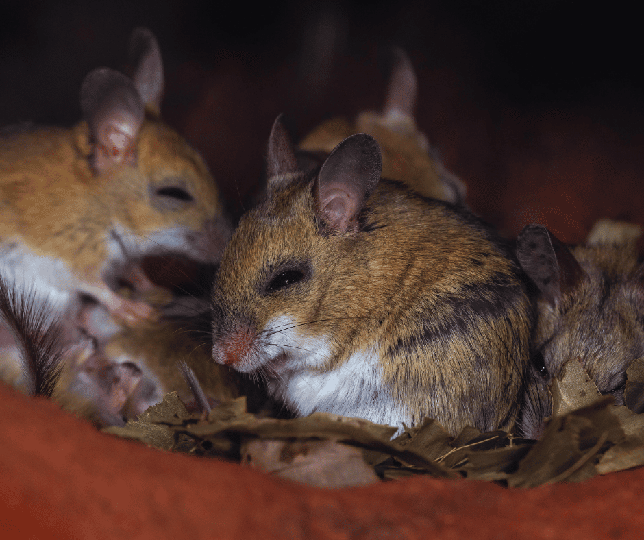 The Truth About Hantavirus and Pasadena Attics