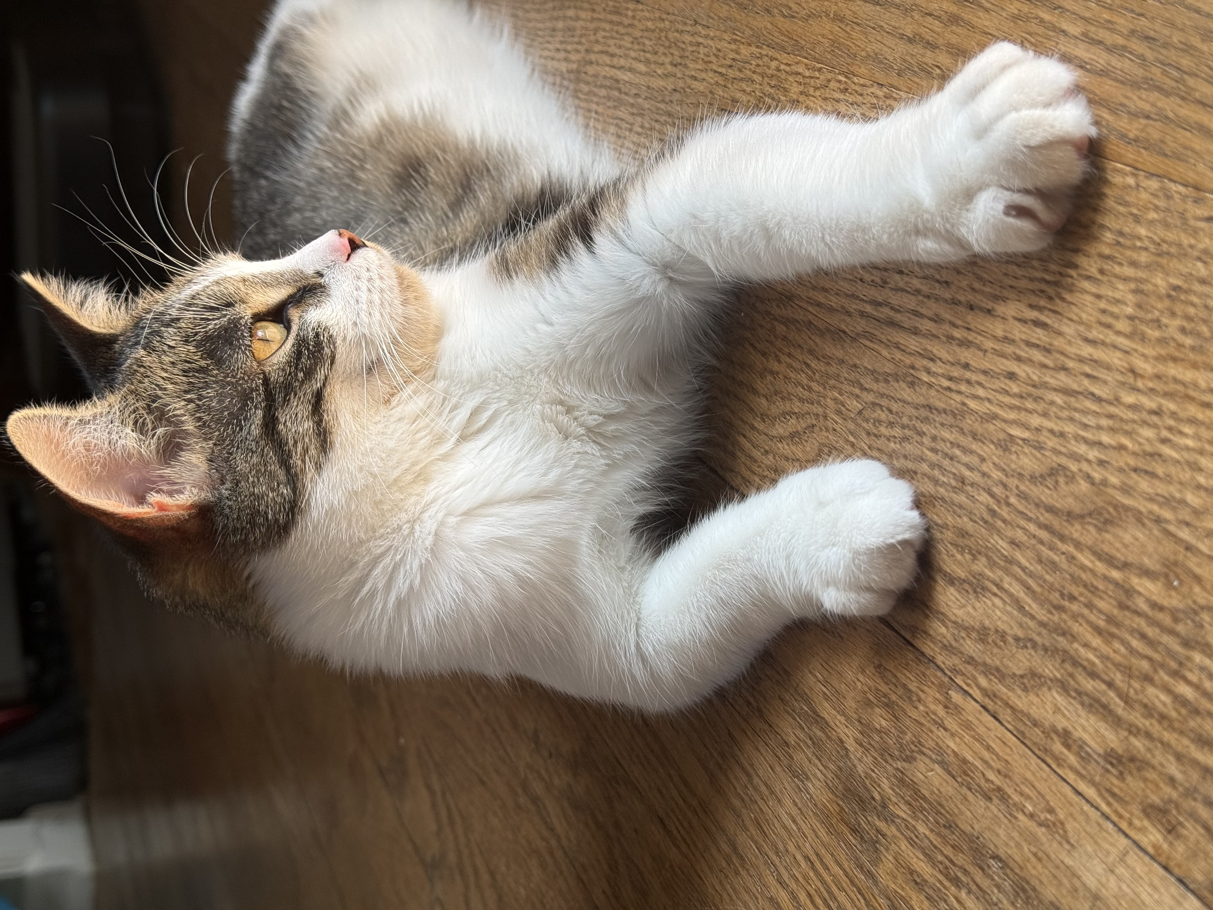 Full Moon in Libra & Unschooling