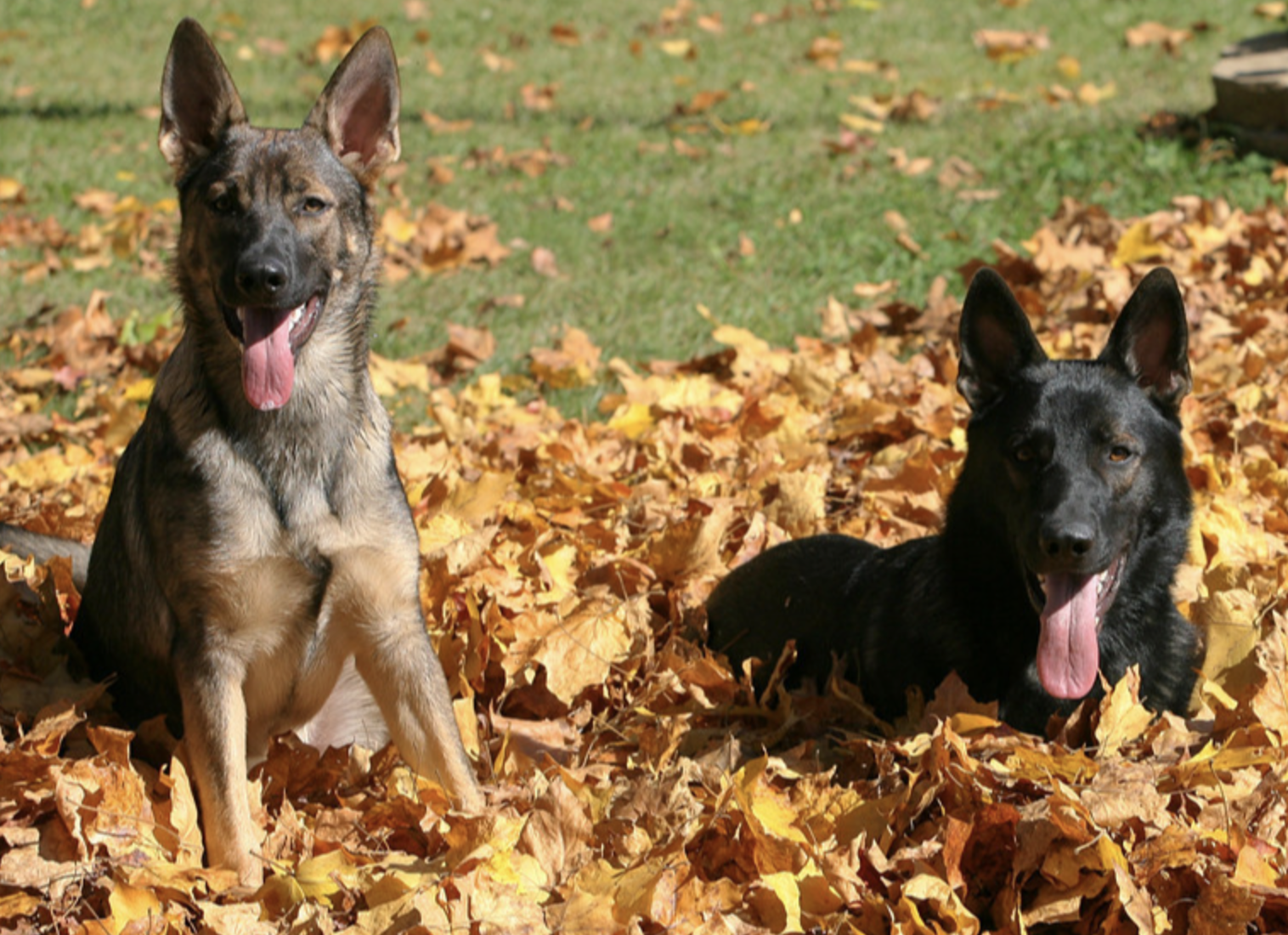 Behind the Mic: Episode 1