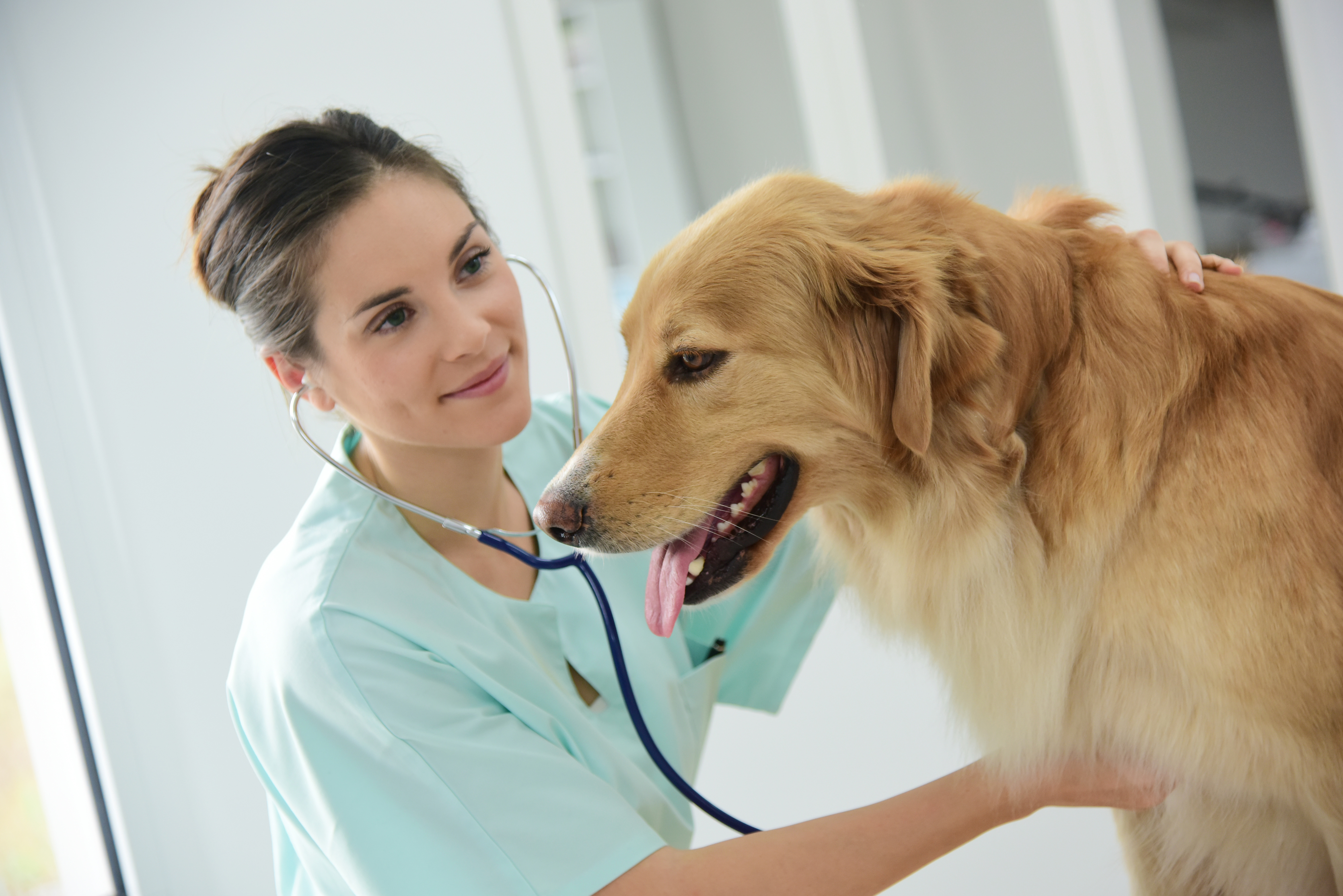 Wake Up Call: Why Your Pet Deserves Insurance and Your Daily Latte Can Wait Wake Up Call: Why Your Pet Deserves Insurance and Your Daily Latte Can Wait