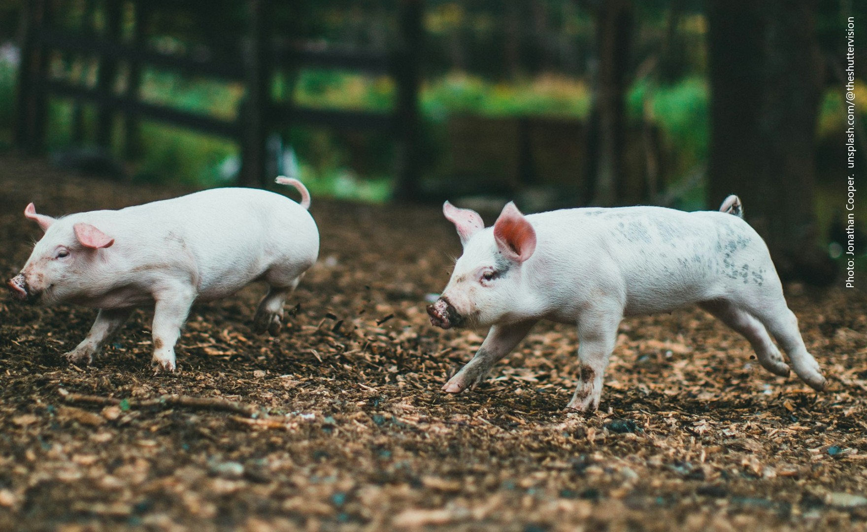 the Animal Friendly podcast the Animal Friendly podcast