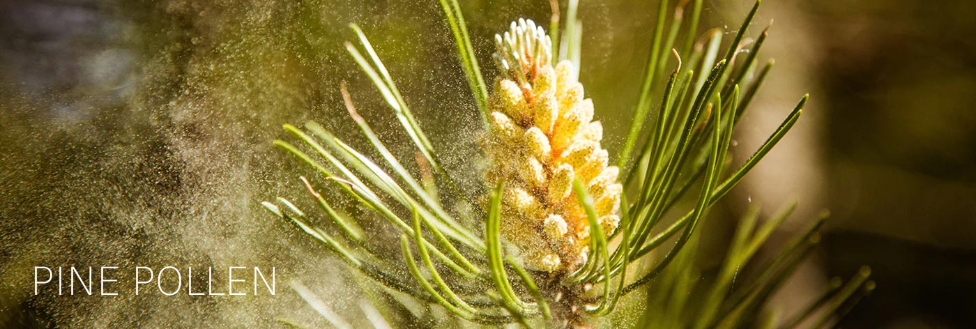 Pine Pollen Tincture and Men's Health — What the Ancient World Already Knew