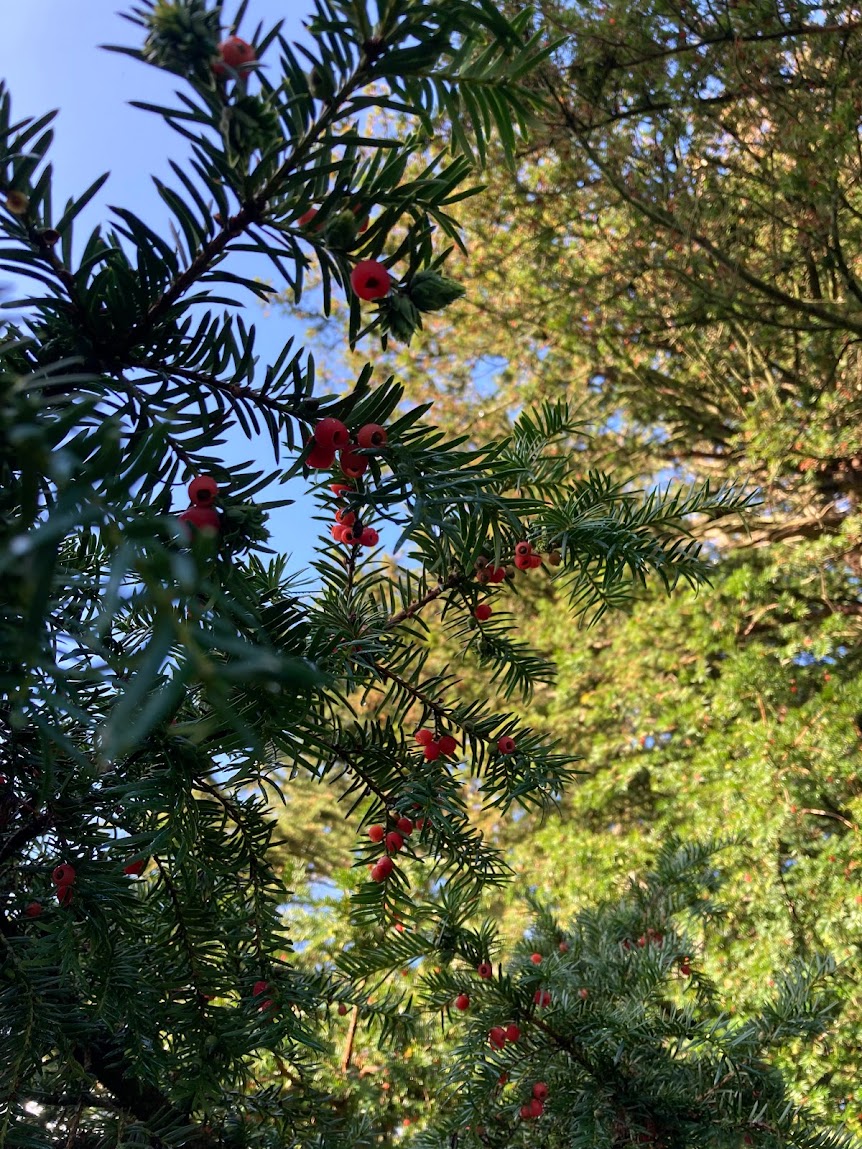 Meet Tisbury's Ancient Yew Tree