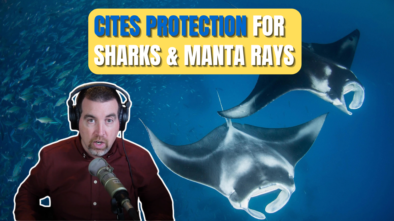 A Marine Wildlife Victory: Why New Protections for Manta Rays and Sharks Matter More Than Ever