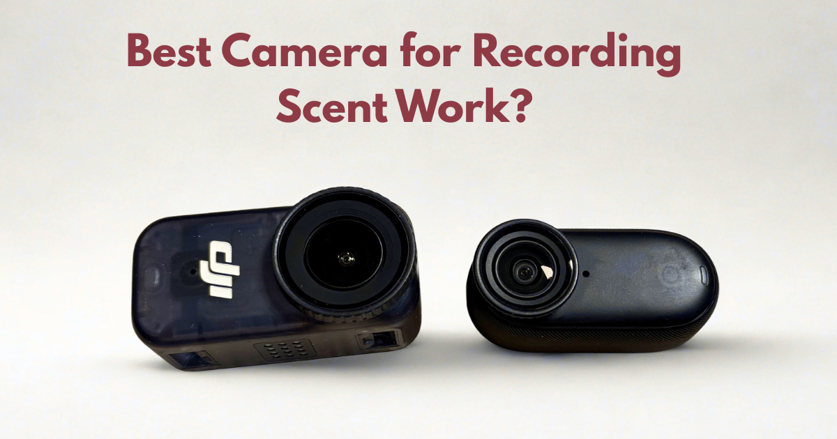 Best Video Camera for Recording Scent Work