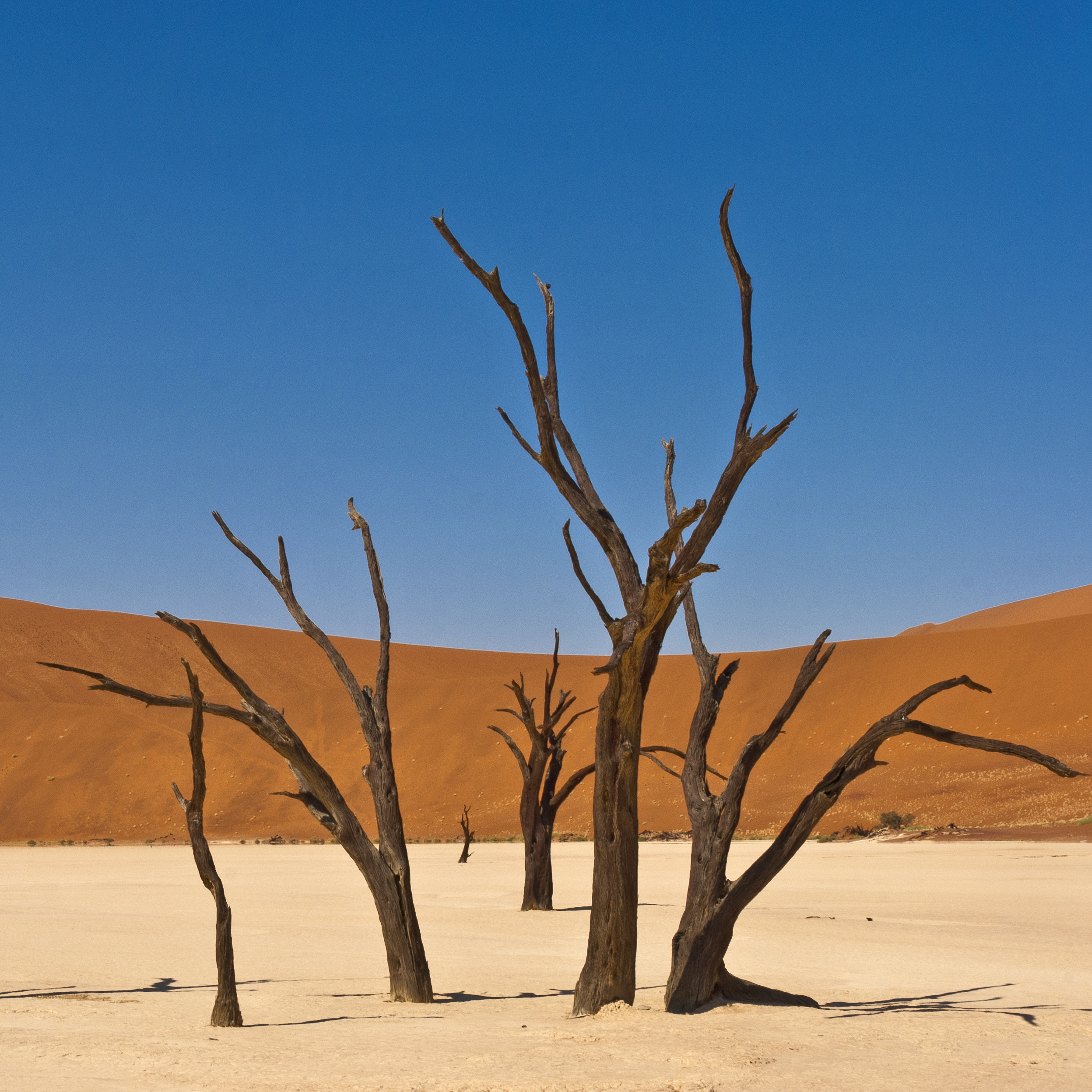 S4E45: The Desertification Myth: Unpacking the Truth About Dry Lands