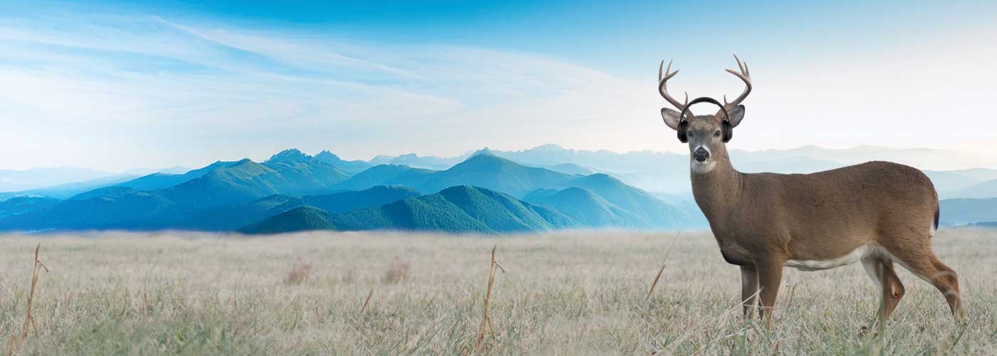 Wilderness Wavelength Wilderness Wavelength