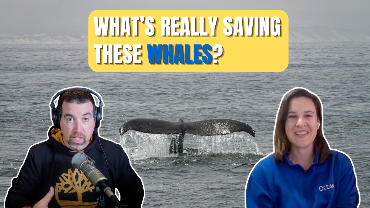 Northern Right Whale Numbers Rise: What It Means for an Endangered Giant