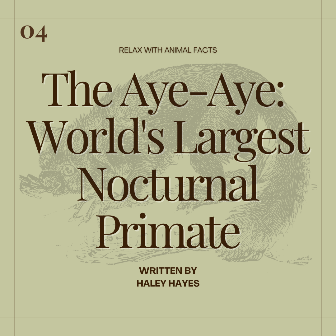 The Aye-Aye | World's Largest Nocturnal Primate