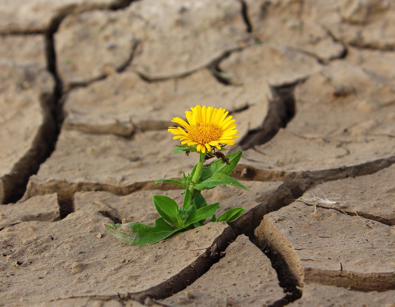 Emotional Resilience in Divorce Recovery