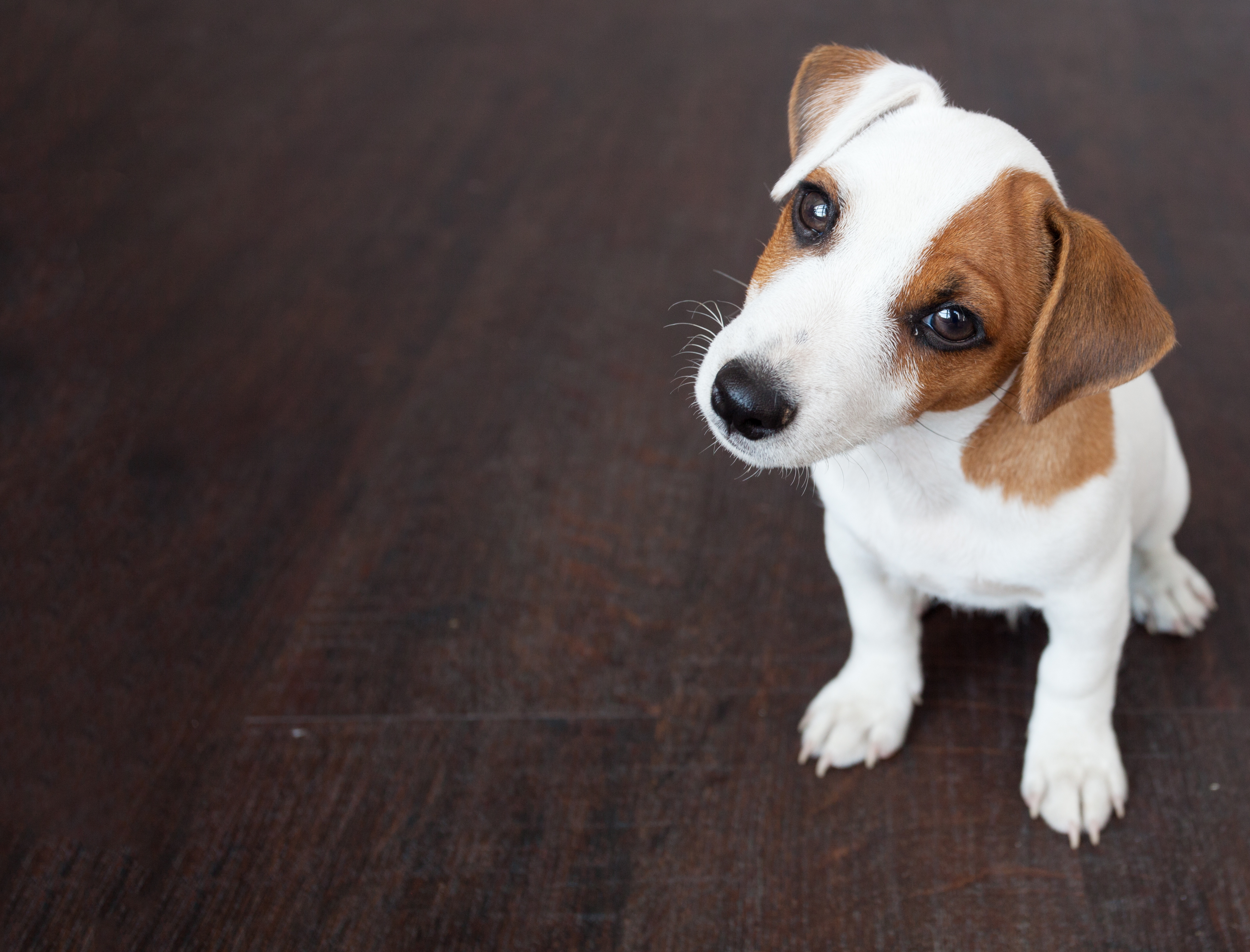 5 Puppy Raising Mistakes That Can Create Bigger Problems Later