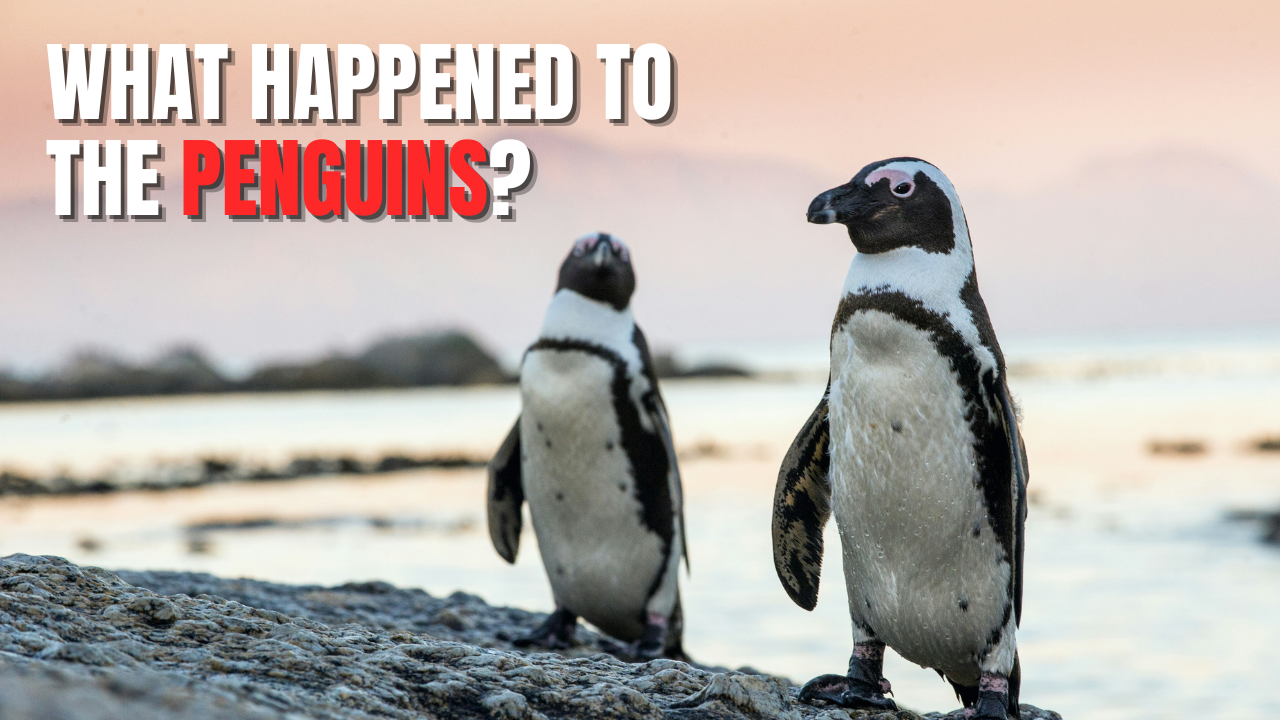 The African Penguin Crisis, Why 95 Percent of a Species Vanished in Just a Few Years