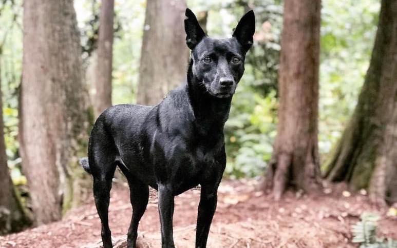 The Taiwan "Tugou," or Mountain Dog – Snack 01