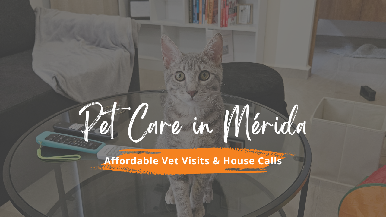 Navigating Pet Care in Mexico: Vet Visits and Surprising Savings